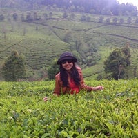 81 Gambar Alam Kebun Teh Paling Hist 81 Gambar Alam Kebun Teh Paling Hist