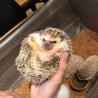 Photo taken at Harry Hedgehog Cafe by Amber on 7/11/2019