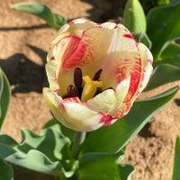 Das Foto wurde bei Texas-Tulips, LLC von Wednesday T. am 3/6/2021 aufgenommen