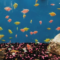 petsmart concord pike