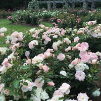 Photo taken at Raleigh Rose Garden by Arthur B. on 5/17/2015