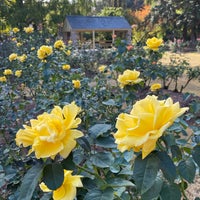 Photo taken at Raleigh Rose Garden by Arthur B. on 11/12/2023