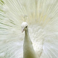 Das Foto wurde bei The White Peacock von The White Peacock am 7/8/2013 aufgenommen