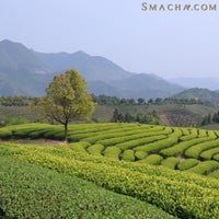 3/4/2015にSmacha TeaがSmacha Teaで撮った写真