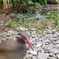 ヤンバルクイナ生態展示学習施設 字安田1744 2 ヤンバルクイナ生態展示学習施設 字安田1744 2