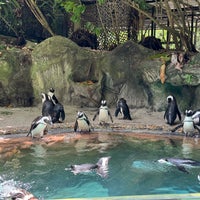 Photo taken at African Penguin by Jeremy M. on 2/23/2024