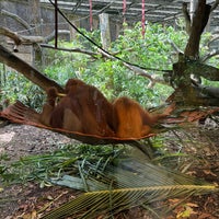 Photo taken at Free Ranging Orangutan Island by Jeremy M. on 2/23/2024