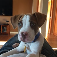 Petco Pet Store In Carmel Mountain