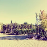 Buca Yesil Dokusunu Kendi Uretiyor