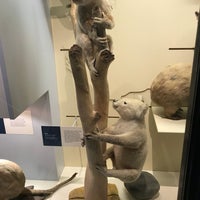 Photo taken at Mammals Gallery by Anastasia D. on 3/31/2019