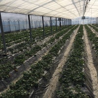 富田林市農業公園サバーファーム 甘南備2300