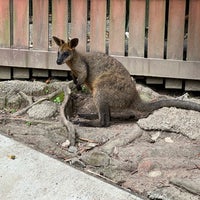 5/7/2023 tarihinde ぜろziyaretçi tarafından Kuranda Koala Gardens'de çekilen fotoğraf