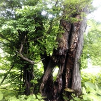 不思議な泣く木