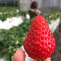 梶原フルーツ 2個のtips