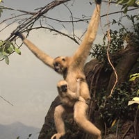 Photo taken at Mammals Of Asia by Diana C. on 9/12/2019