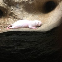 Photo taken at Naked Mole Rat Playground by Cliff S. on 9/3/2018