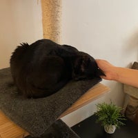 Photo taken at Cat Cafe by Rob K. on 8/18/2022