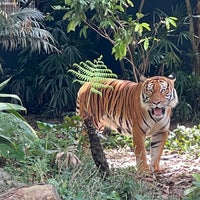 Photo taken at White Tiger Enclosure by NeMeSiS on 2/5/2022