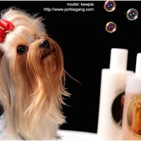 Photo taken at Dogs &amp;amp; Cats Quality Pet Grooming by Yorkie G. on 8/4/2013