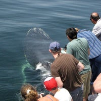 7/23/2013 tarihinde Capt. Bill &amp;amp; Sons  Whale watchziyaretçi tarafından Capt. Bill &amp;amp; Sons  Whale watch'de çekilen fotoğraf