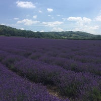 Photo taken at Kentish Lavender Park by Claire K. on 7/9/2017