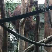 Photo taken at Orangutan Exhibit by CC on 4/8/2015