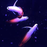 6/4/2018にDoug W.がAqua Life Aquariumで撮った写真