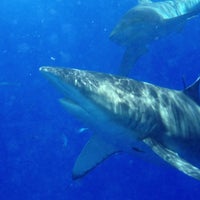 8/19/2013에 Justine  E.님이 Hawaii Shark Encounters에서 찍은 사진