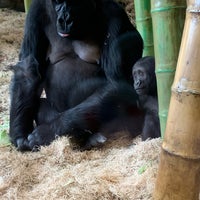 Photo taken at Regenstein Center for African Apes by John L. on 3/6/2020