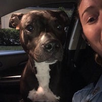 Palm Beach County Animal Care And Control - 7 tips Palm Beach County Animal Care And Control - 7 tips