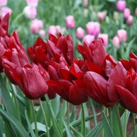 7/30/2013 tarihinde Tesselaar Tulip Farmziyaretçi tarafından Tesselaar Tulip Farm'de çekilen fotoğraf