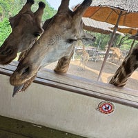 Photo taken at giraffe feeding by Simon L. on 3/14/2023