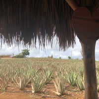 Foto scattata a Aloe Vera Plantation. da M C. il 9/4/2018