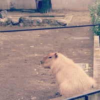 上野動物園 カピバラ舎 Agora Fechado Atracao De Zoologico