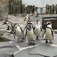Photo taken at Pavilion of Penguins by Michal Z. on 3/25/2023