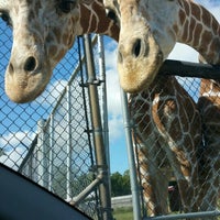 african safari wildlife park reciprocity clemetzoo african safari wildlife park reciprocity clemetzoo