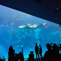 Photo taken at Okinawa Churaumi Aquarium by みんくる on 4/18/2024