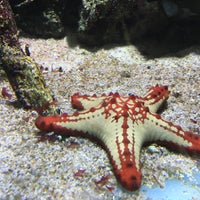 6/21/2016 tarihinde Miazga E.ziyaretçi tarafından Aquarium de Vannes'de çekilen fotoğraf