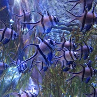 5/3/2017에 Raquel M.님이 Sea Life Aquarium에서 찍은 사진