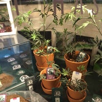 The Sensi Seed Bank De Wallen 1 Tip From 194 Visitors