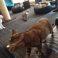 猫カフェ 猫の王様川口店 17 Ziyaretcidan 1 Tavsiye 猫カフェ 猫の王様川口店 17 Ziyaretcidan 1 Tavsiye