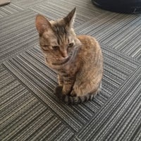 猫カフェ 猫の王様川口店 17 Ziyaretcidan 1 Tavsiye 猫カフェ 猫の王様川口店 17 Ziyaretcidan 1 Tavsiye