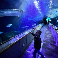 Foto tirada no(a) Aquarium of the Bay por Gina P. em 5/5/2023