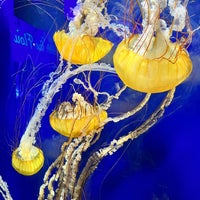 Foto diambil di Aquarium of the Bay oleh Gina P. pada 5/5/2023