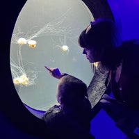 Снимок сделан в Aquarium of the Bay пользователем Gina P. 5/5/2023