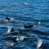 Das Foto wurde bei Newport Landing Whale Watching von Kenny L. am 1/26/2024 aufgenommen