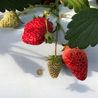 軽井沢ガーデンファーム Farm In Karuizawa 軽井沢ガーデンファーム Farm In Karuizawa