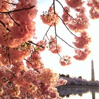 Photo taken at National Cherry Blossom Festival 2013 by Donna Mc on 4/11/2013