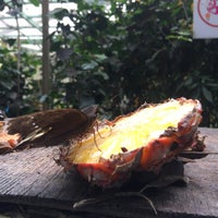 Photo taken at Butterfly Farm by Adha J. on 12/30/2020