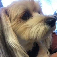 Vca Lakewood Animal Hospital Veterinarian In Cerritos